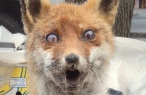 Create meme: stoned Fox, Fox