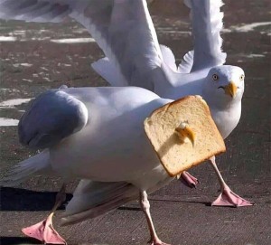 Create meme: Seagull bird, Seagull