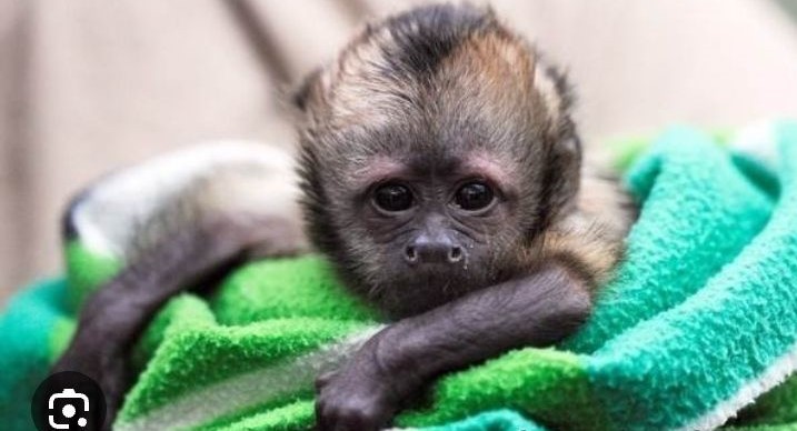 Create meme: capuchin monkey, brown capuchin, capuchins are a genus of monkeys