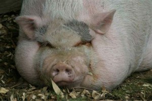 Create meme: pig breed Landrace, boar, pig