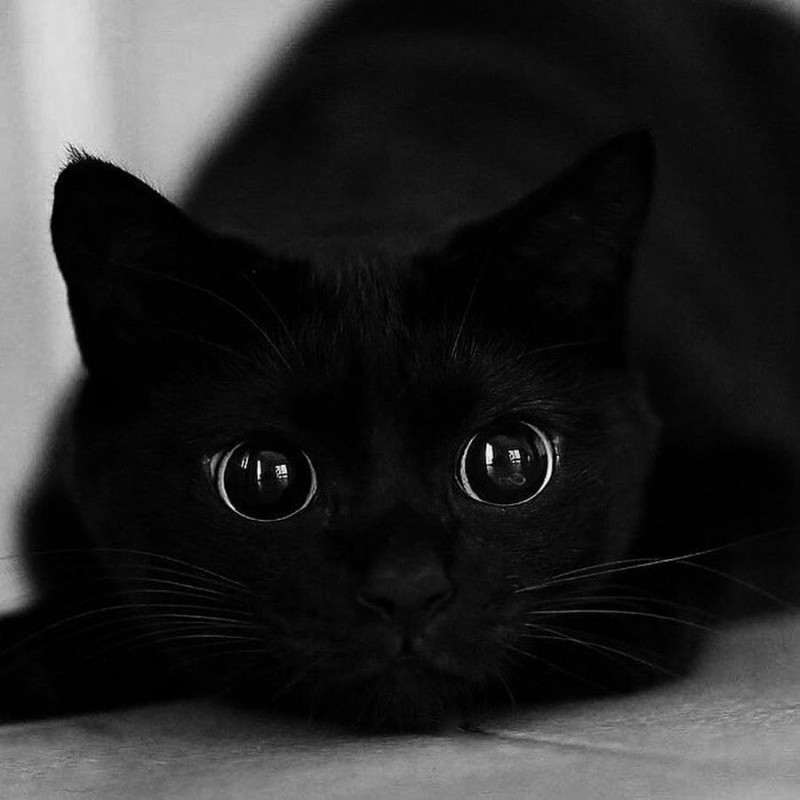 Create meme: black kitten , black cat, beautiful black cat