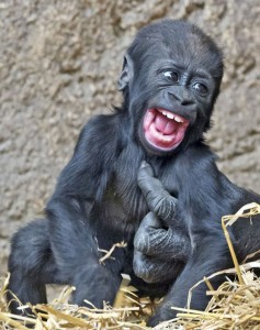Создать мем: горилла обезьяна, маленькая горилла, милая горилла