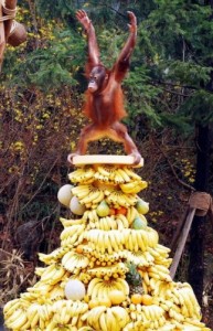Создать мем: a banana, monkey king, funny monkey
