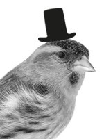 Create meme: tap dancing bird, Sparrow , Sparrow bird