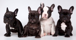 Create meme: dog French bulldog, breed French bulldog, the French bulldog puppies