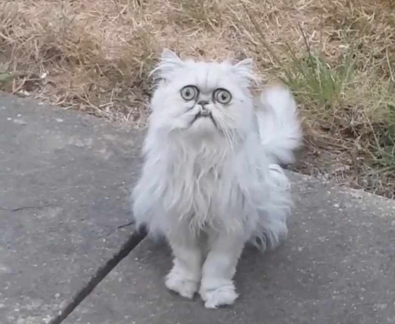 Создать мем: кот, страшный кот, персидская шиншилла вилфред