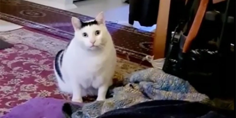 Create meme: the fat cat from the meme, cat meme , bender the cat