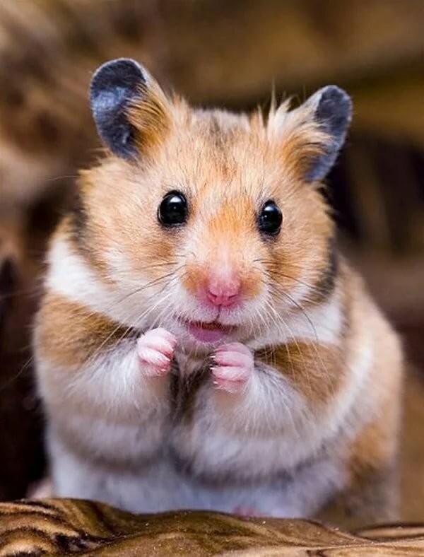 Create meme: hamster cute, The royal hamster, wild hamster 