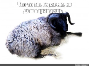 Создать мем: каракулевая порода овец, четырехрогий баран, баран темный