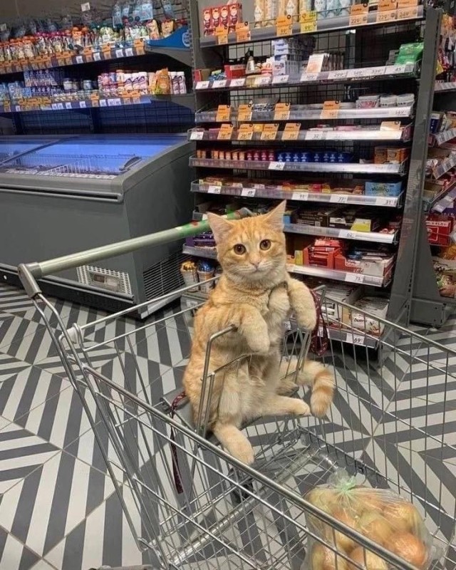 Create meme: cat cat, cat with a cart, cat with a cart