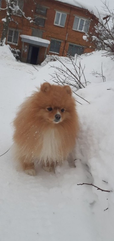 Create meme: Pomeranian , breed Spitz, Spitz winter