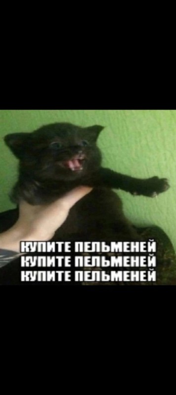 Create meme: cat meme , cat , memes with black cats