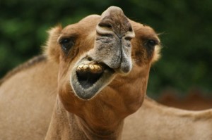Создать мем: Camel-12