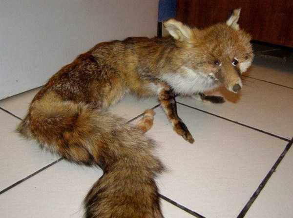 Create meme: mad fox, uporotyh Fox, Fox 