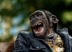 Create meme: avatar is a monkey with a gun, jokes most funny monkey, photos of monkeys funny to tears