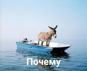 Create meme: animals funny, donkey