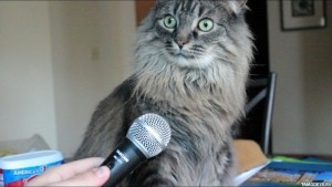 Create meme: cat with microphone, cats, surprised cat with microphone meme