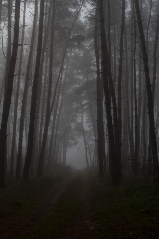 Создать мем: природа туман, темный лес, лес мрачный