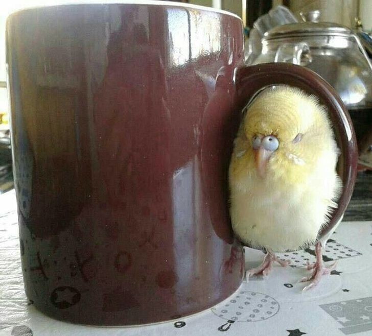 Create meme: parrot with tea, The parrot, parrot bird