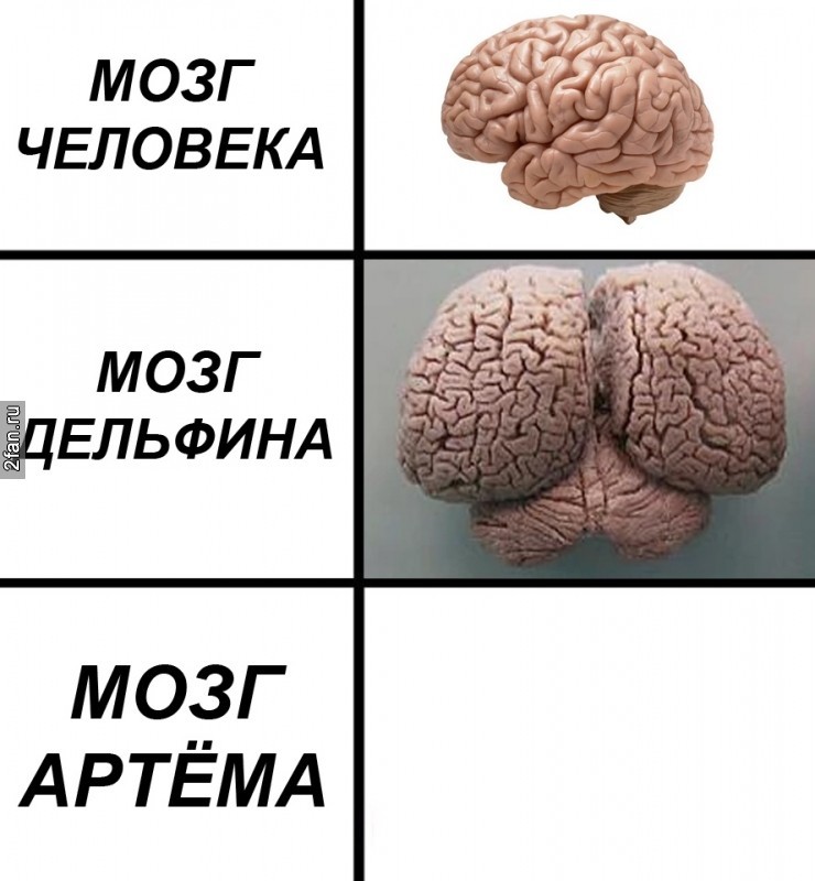 Мозг дельфина и человека фото