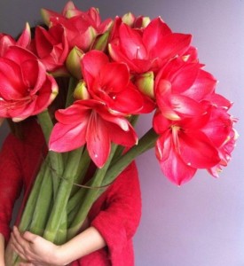 Создать мем: цветок гиппеаструм, цветы амариллис, красный амариллис