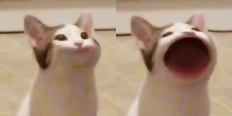 Create meme: The cat opens its mouth wide meme, cat with open mouth meme, a meme with a cat that opens its mouth