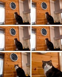 Создать мем: кот пора, кот и часы мем, мем с котом и часами пора