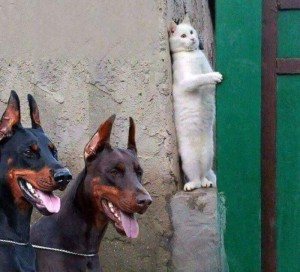 Создать мем: порода собак доберман, два добермана и кот за углом, собака доберман
