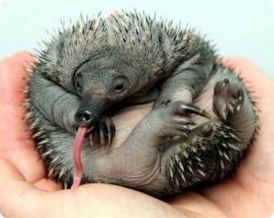 Create meme: vipers, baby echidna, prohidna