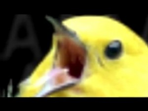 Create meme: Screaming bird