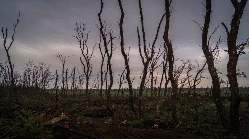 Create meme: a dead tree in the forest, district , The scorched forest