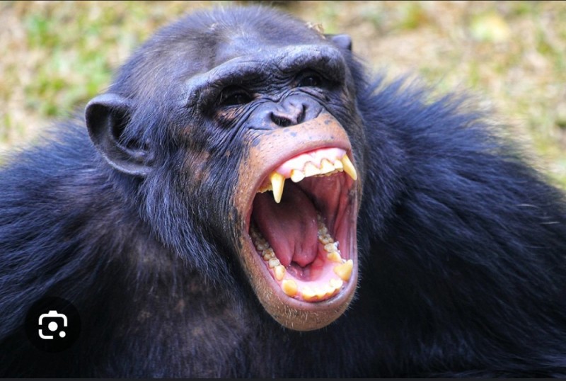 Create meme: chimpanzees are fighting, monkey , monkey teeth