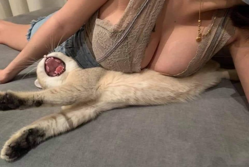 Create meme: a cat made of boobs, cat's tits, a cat with tits