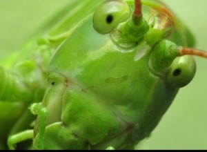 Create meme: grasshopper, photo of the grasshopper, green grasshopper