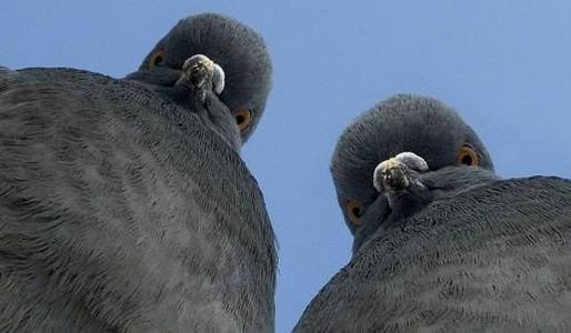 Create meme: pigeon beak, Pigeon in, evil dove