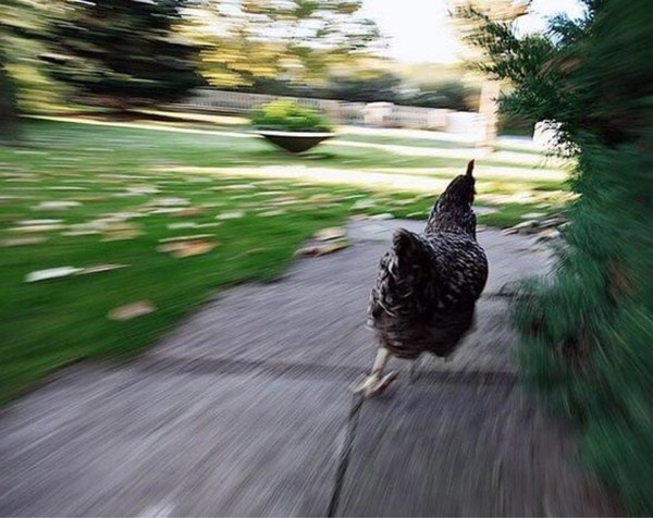 Create meme: I'm running I'm running, chicken runs meme, running chicken 