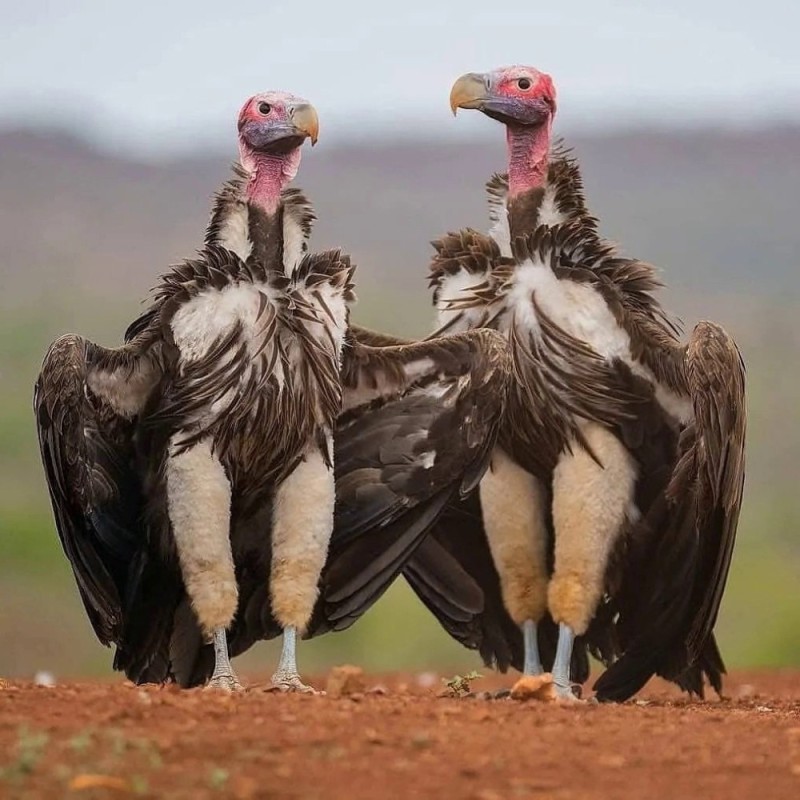Create meme: pikabu monster, african vulture eagle, gryff 