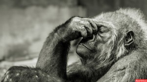 Создать мем: шимпанзе, горилла задумалась, обезьяна