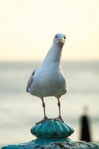 Создать мем: альбатрос баклан птица, белая чайка, западная чайка