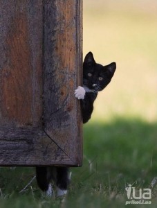 Create meme: cats, animals peek out from behind the door funny, kitten peeping from the corner