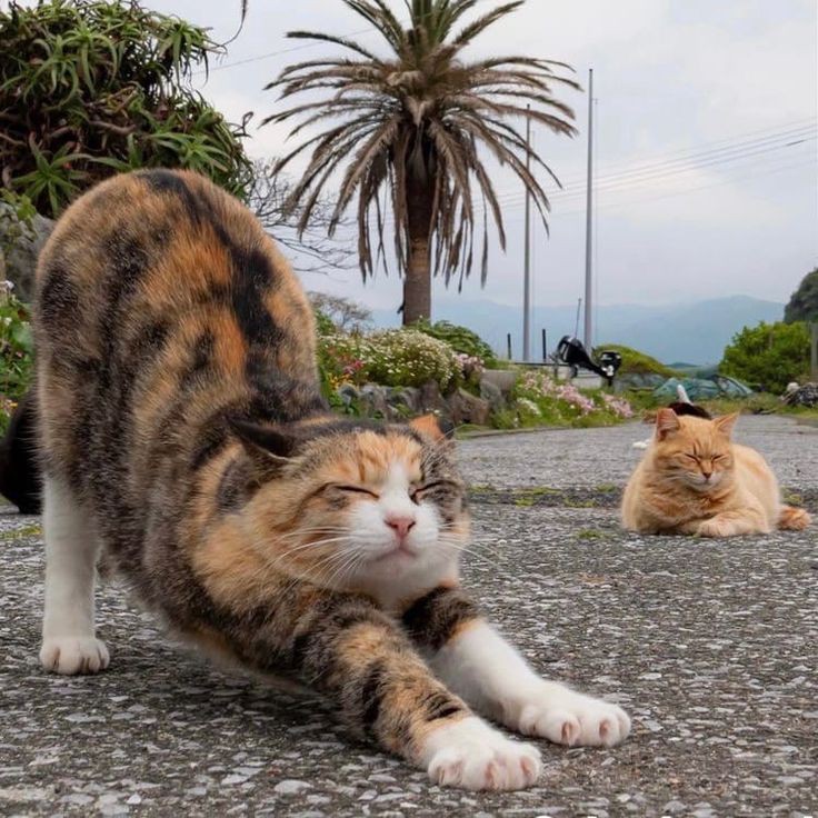 Создать мем: cat loaf, отдыхающий кот, вальяжный кот