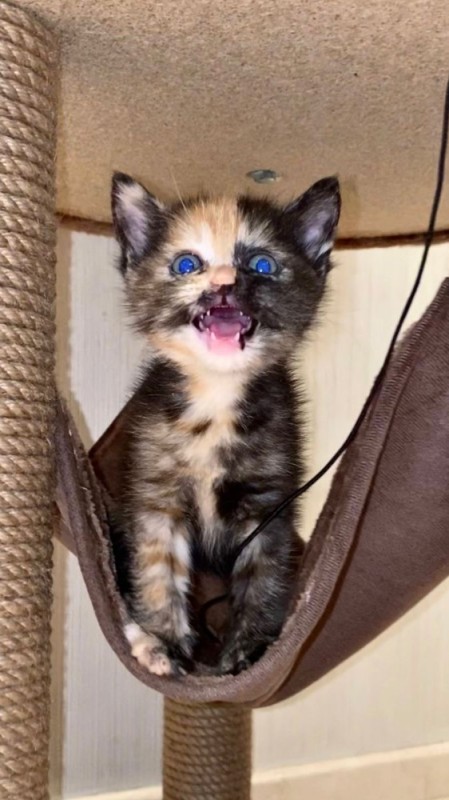 Create meme: cat , tortoiseshell kitten, tricolor cat