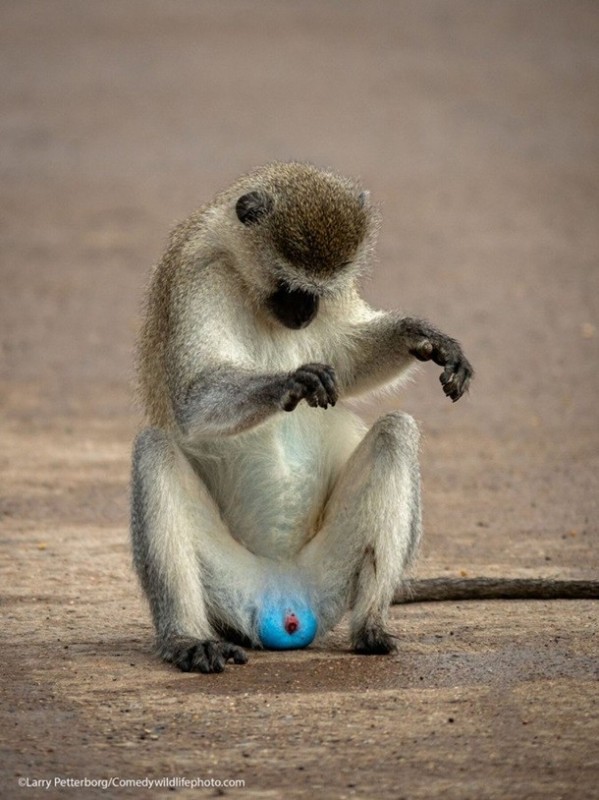 Create meme: The green vervet monkey, monkey vervet male, funny animals 