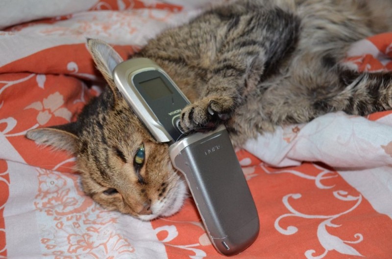 Create meme: cat , cat with a mobile phone, a cat with a phone