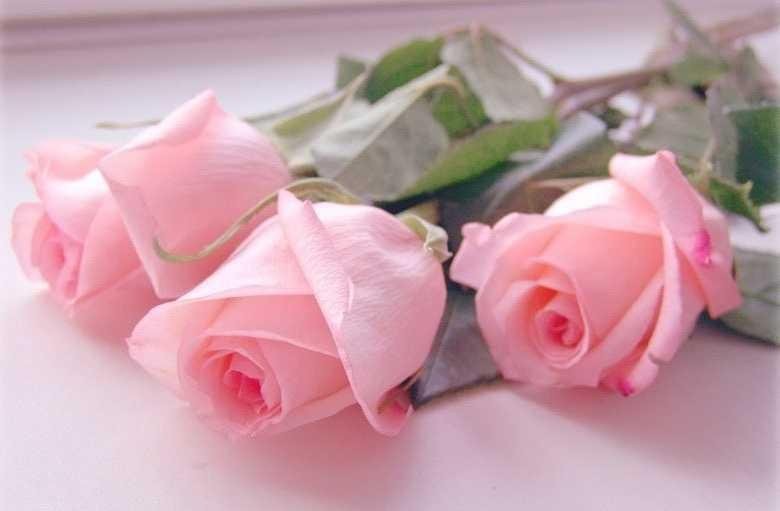Create meme: delicate roses, pink roses , soft pink roses