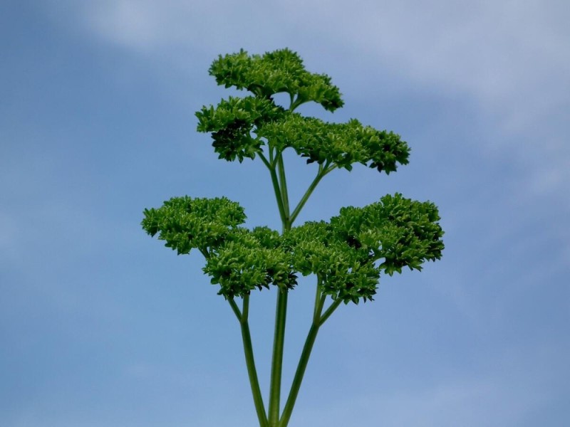 Создать мем: parsley, растение, петрушка кудрявая кучерявец