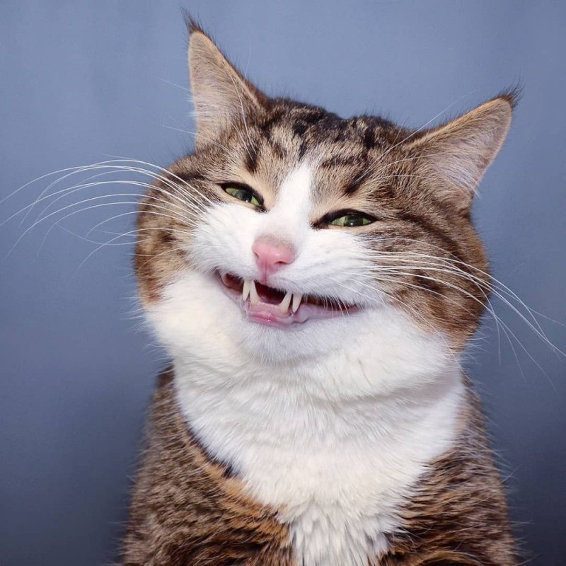 Создать мем: кот улыбается с зубами, смешные рожи котов, улыбающийся кот