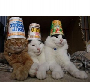 Создать мем: котэ, кот на вечеринке, кот ржет кайфует