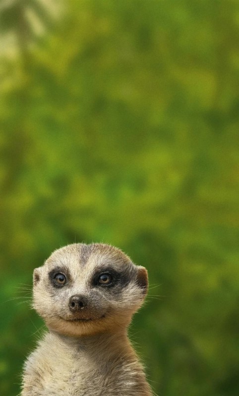 Create meme: animal meerkat, Timon the meerkat, meerkat 