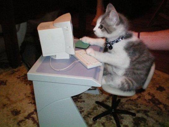 Create meme: cat computer, the cat at the computer, the cat at the computer